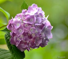 Hortensia rose