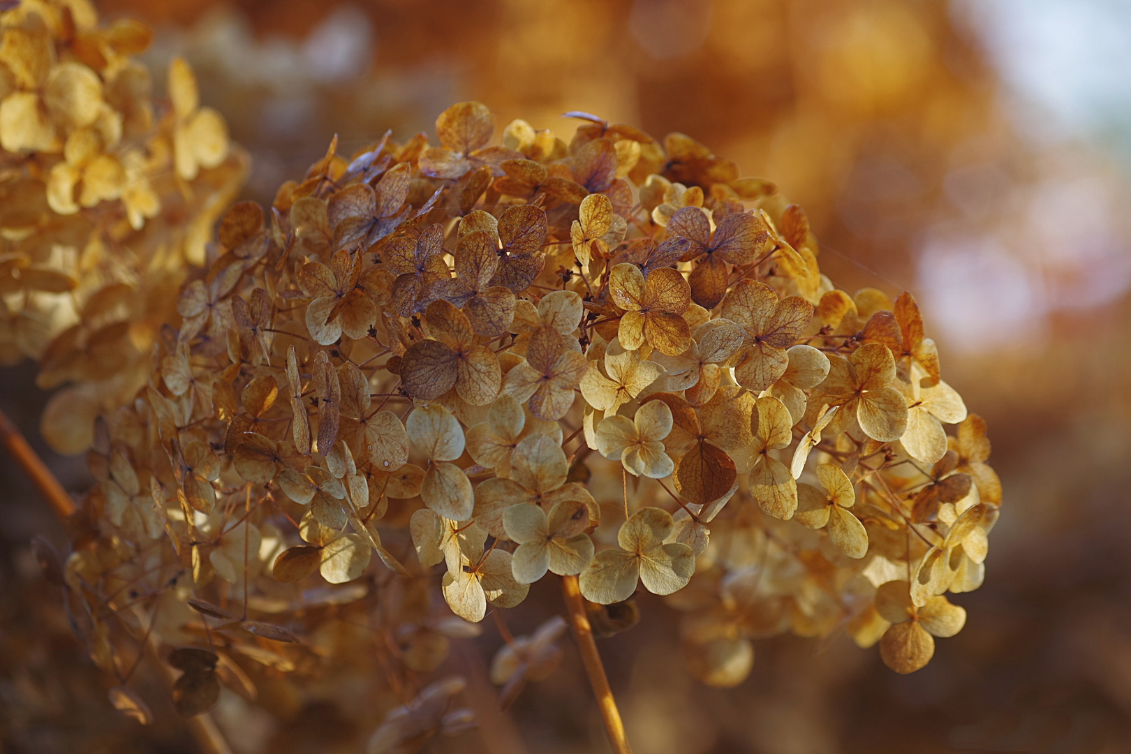 hortensia teinté de couleurs automnales