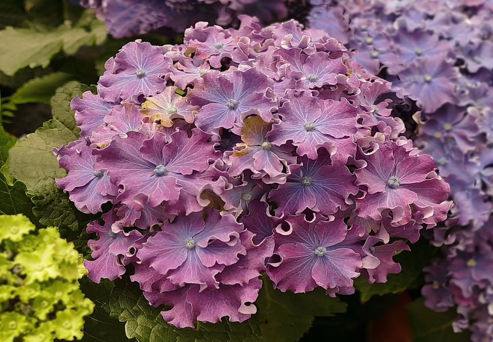 HORTENSIA  VI