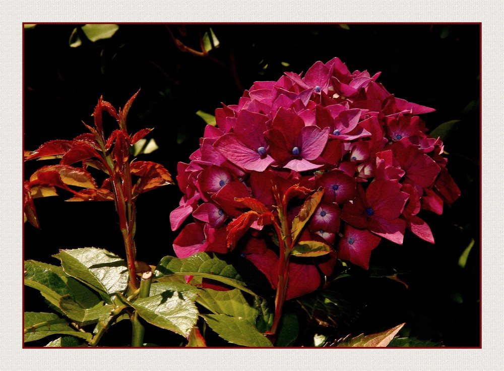 " Hortensia violet après la dernière pluie 3 "