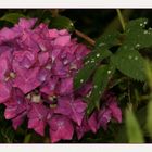 " Hortensia violet après la dernière pluie "