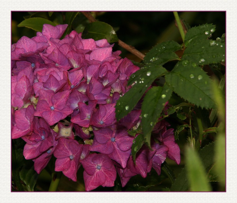 " Hortensia violet après la dernière pluie "