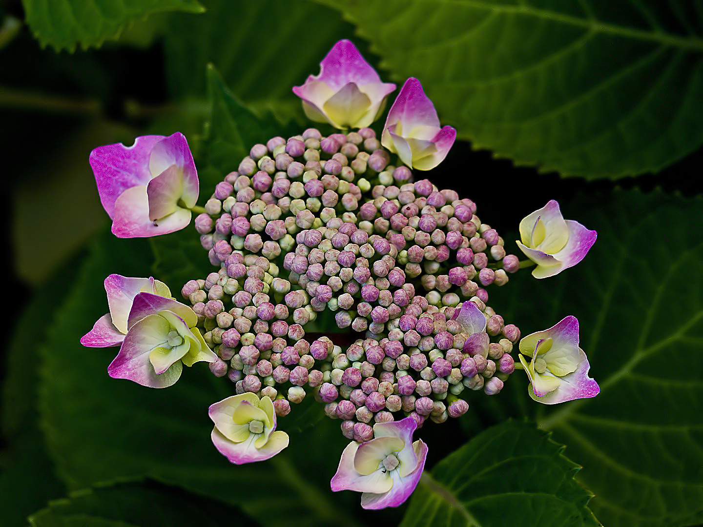  ***    Hortensia Zorro    ***