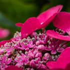 Hortensia_3221