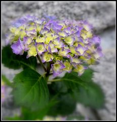 hortensias