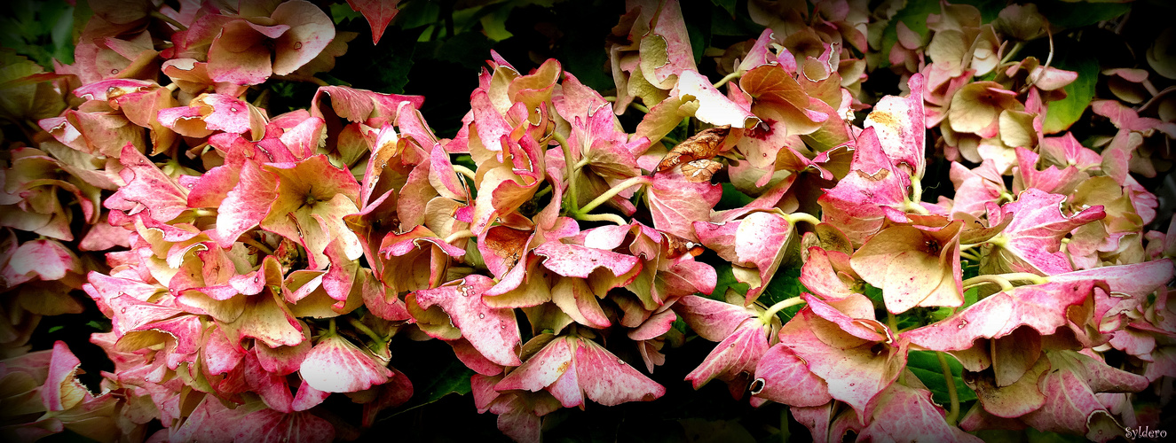 Hortensias