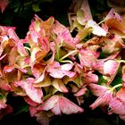 Hortensias