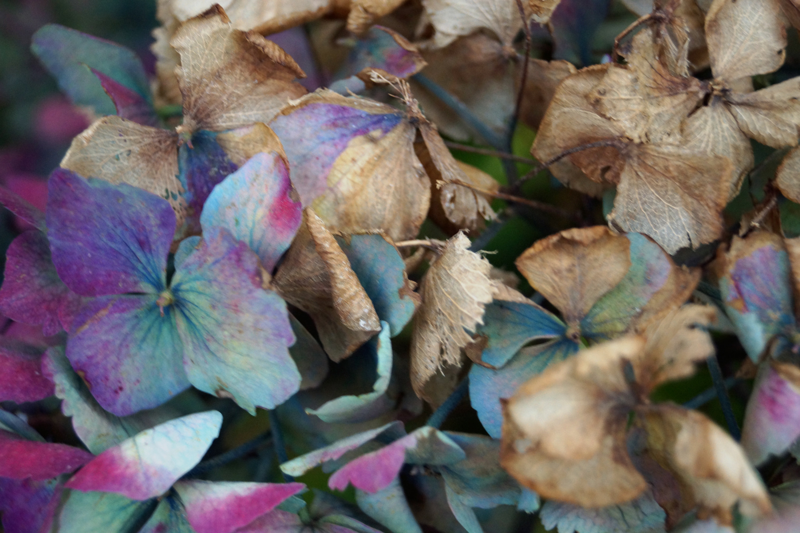 HORTENSIAS