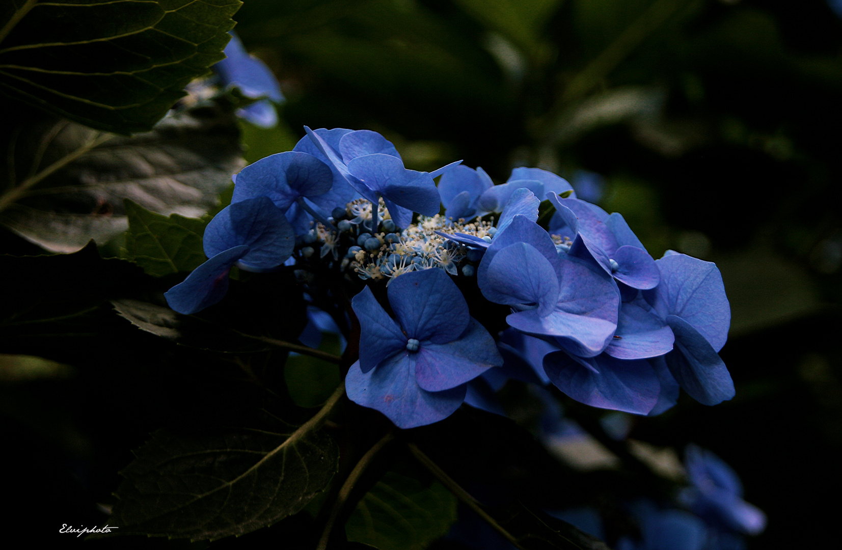 Hortensias