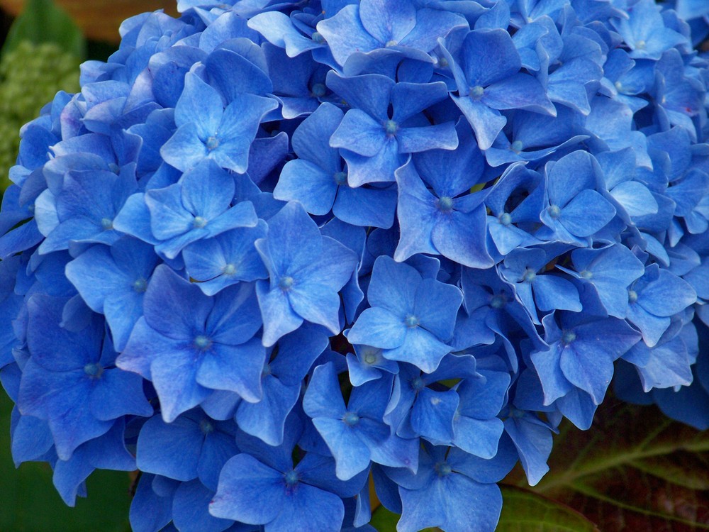 hortensias !!