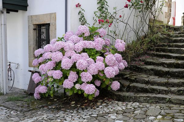 Hortensias
