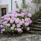 Hortensias