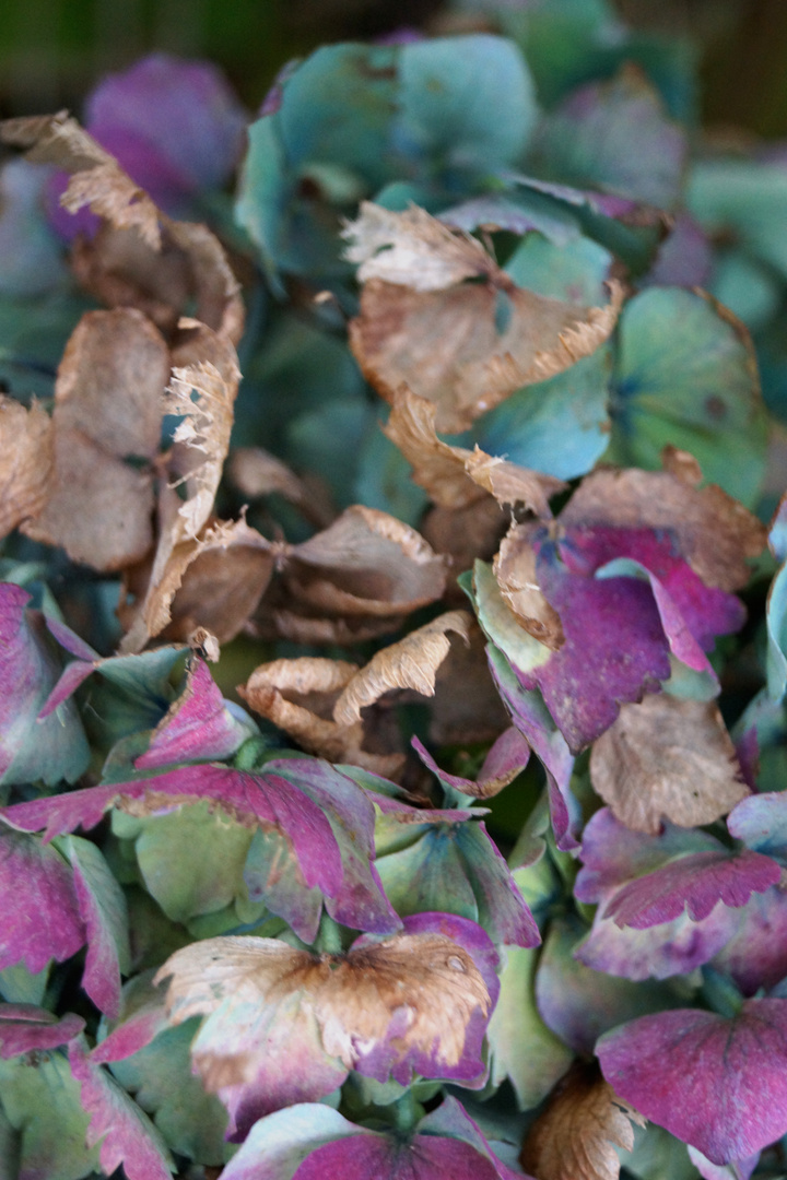 HORTENSIAS 4