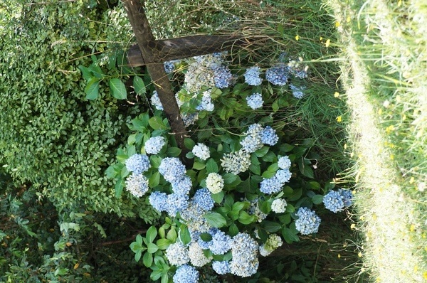 Hortensias