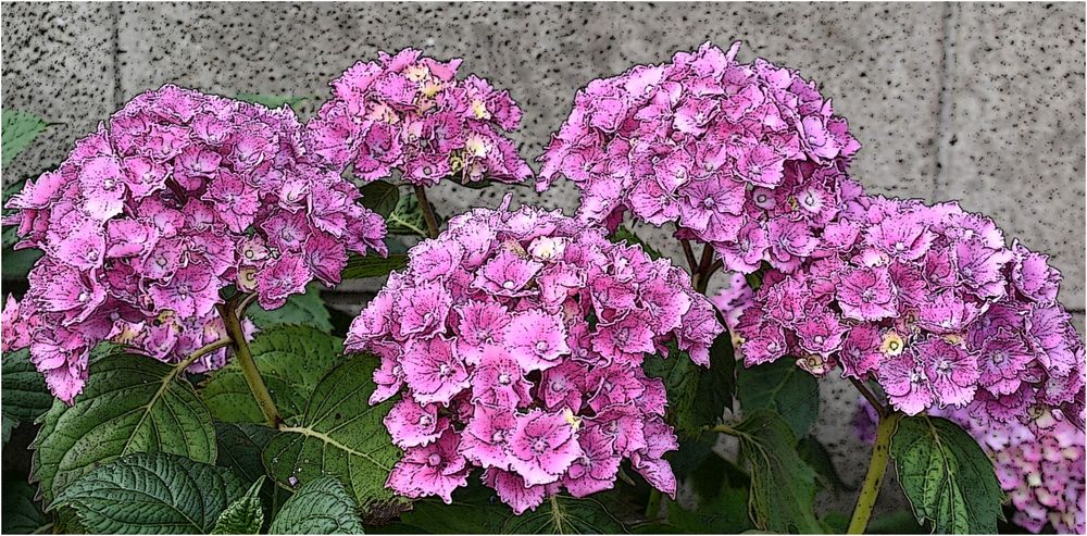 hortensias