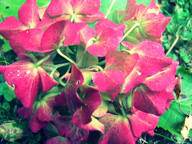 Hortensias