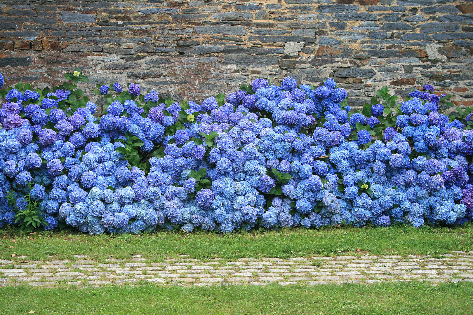 hortensias à La Gacilly