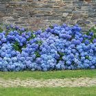 hortensias à La Gacilly