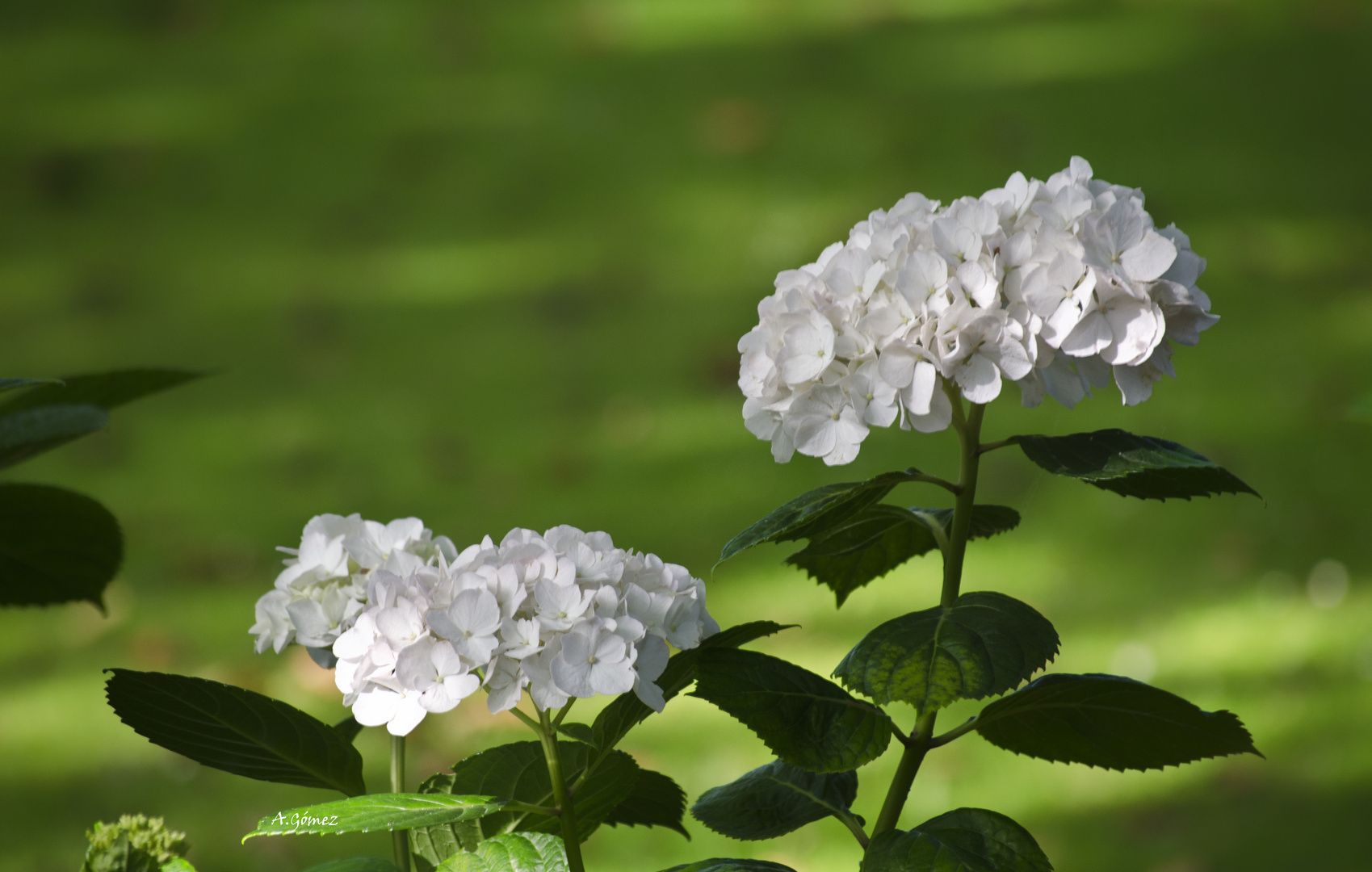 Hortensias