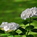 Hortensias