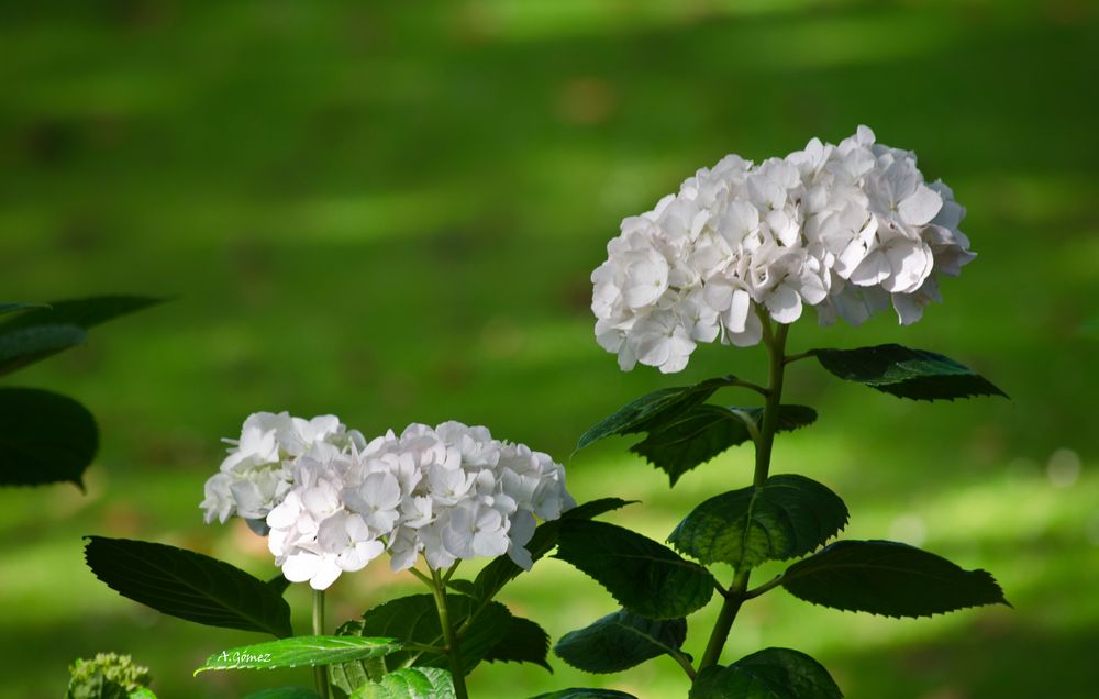 Hortensias