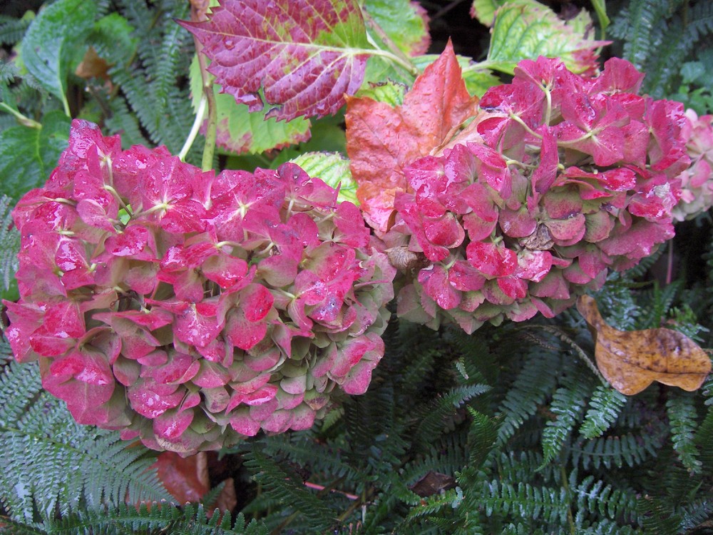 Hortensias aoûtés - Loir et Cher