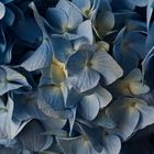 Hortensias azules