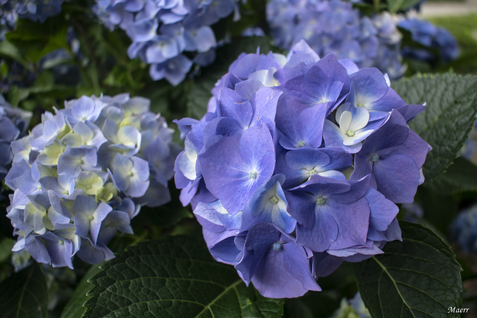 Hortensias