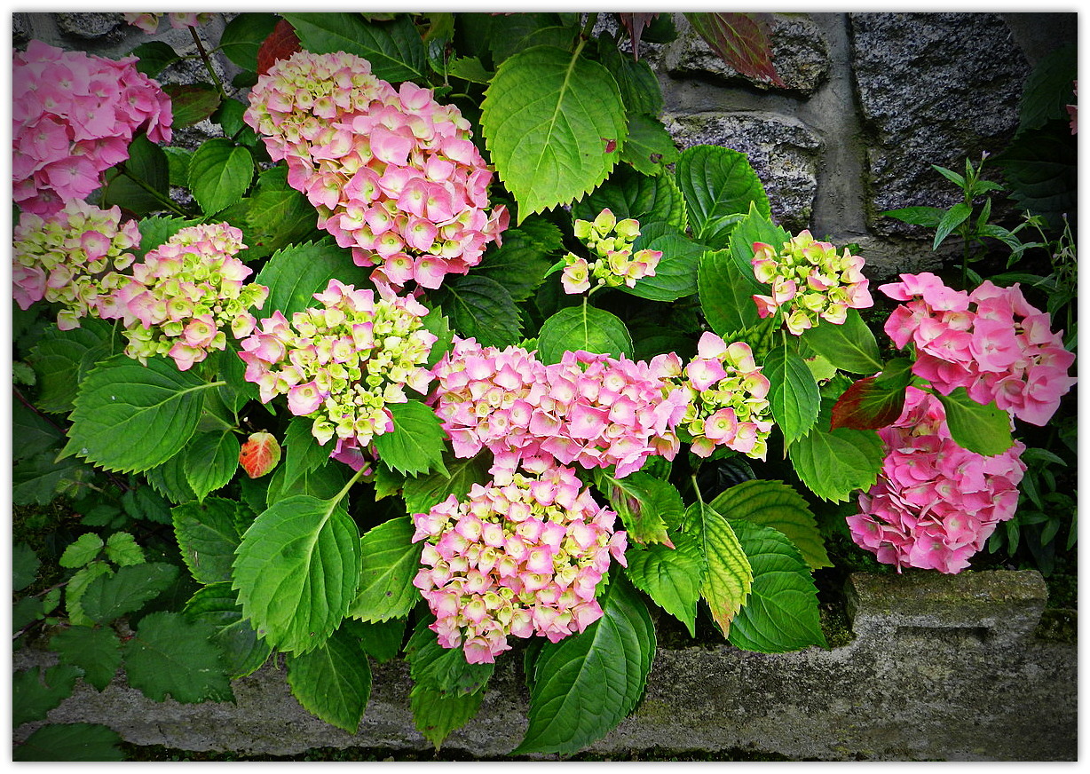 hortensias