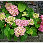 hortensias