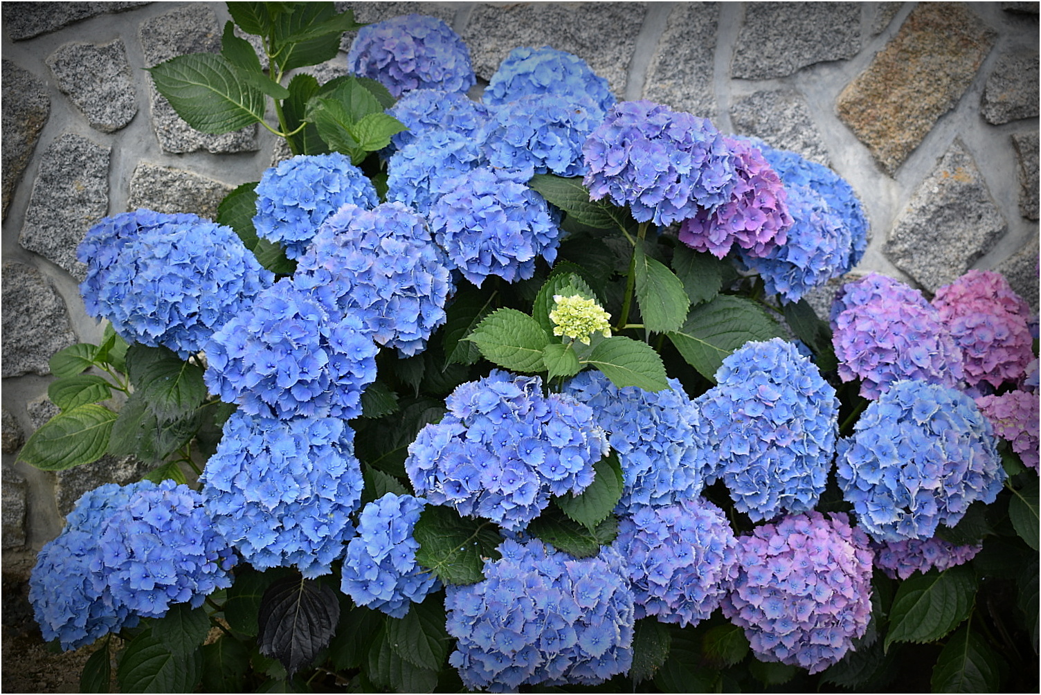 hortensias