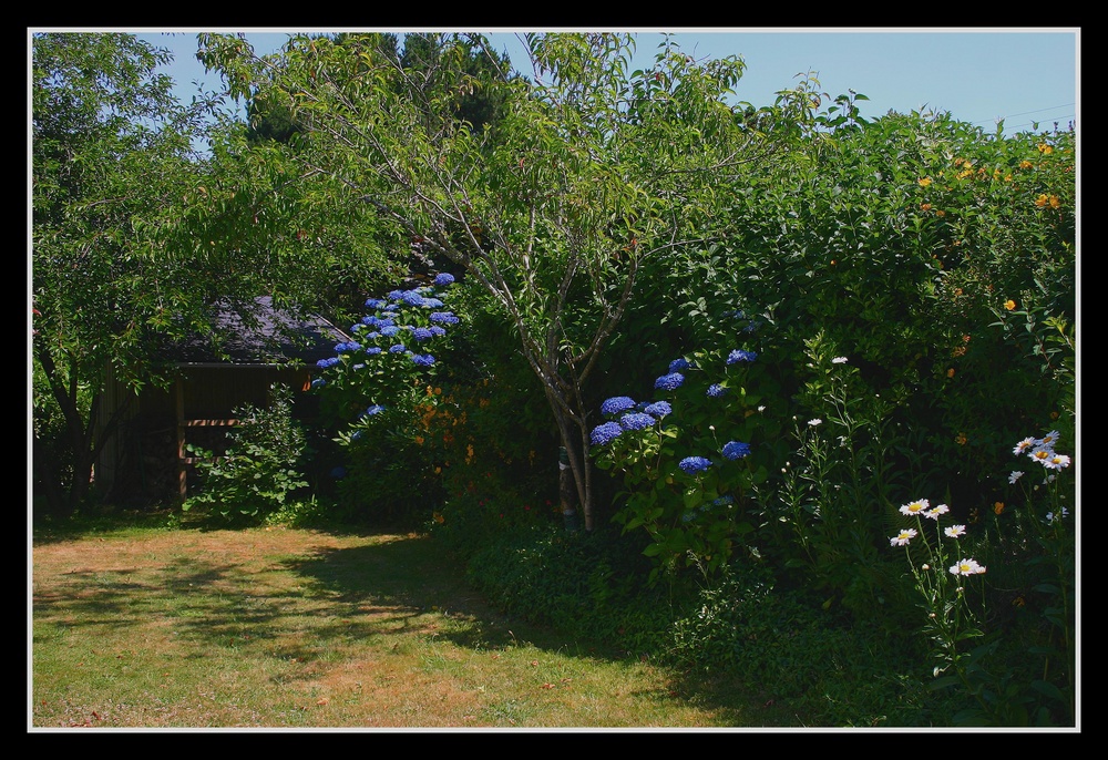 " Hortensias dans le fond de mon jardin "