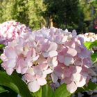 Hortensias de las Médulas