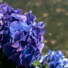 Hortensias del color de la violeta.
