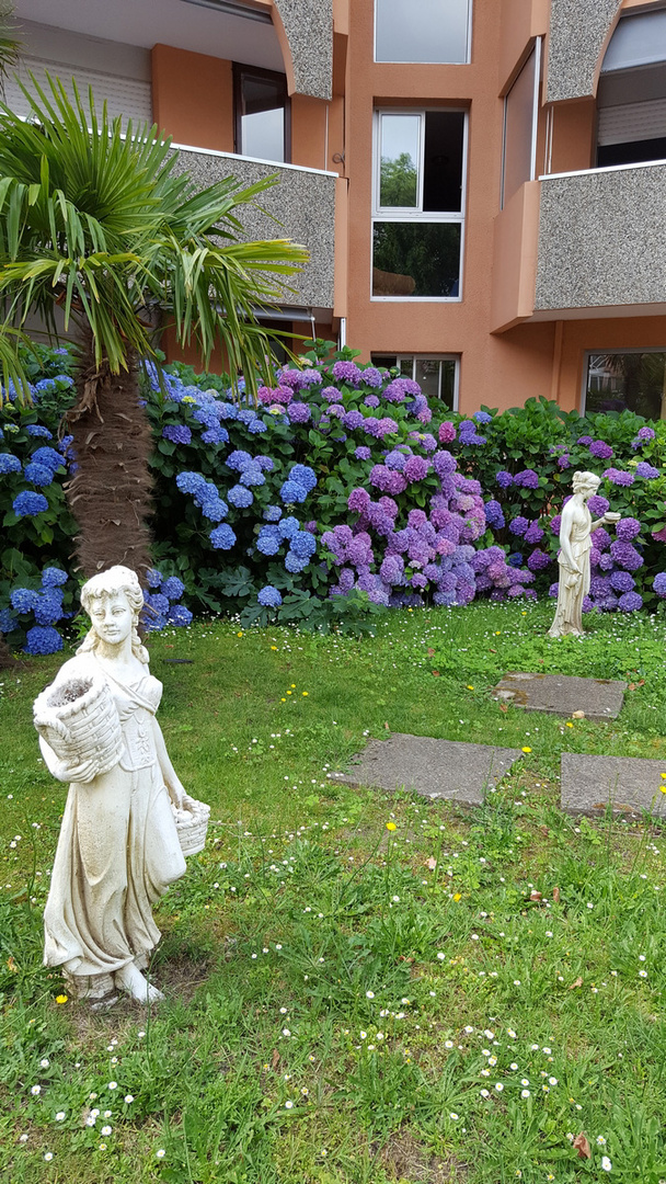 hortensias des jardins des Thermes BORDA 