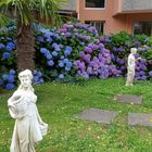 hortensias des jardins des Thermes BORDA 