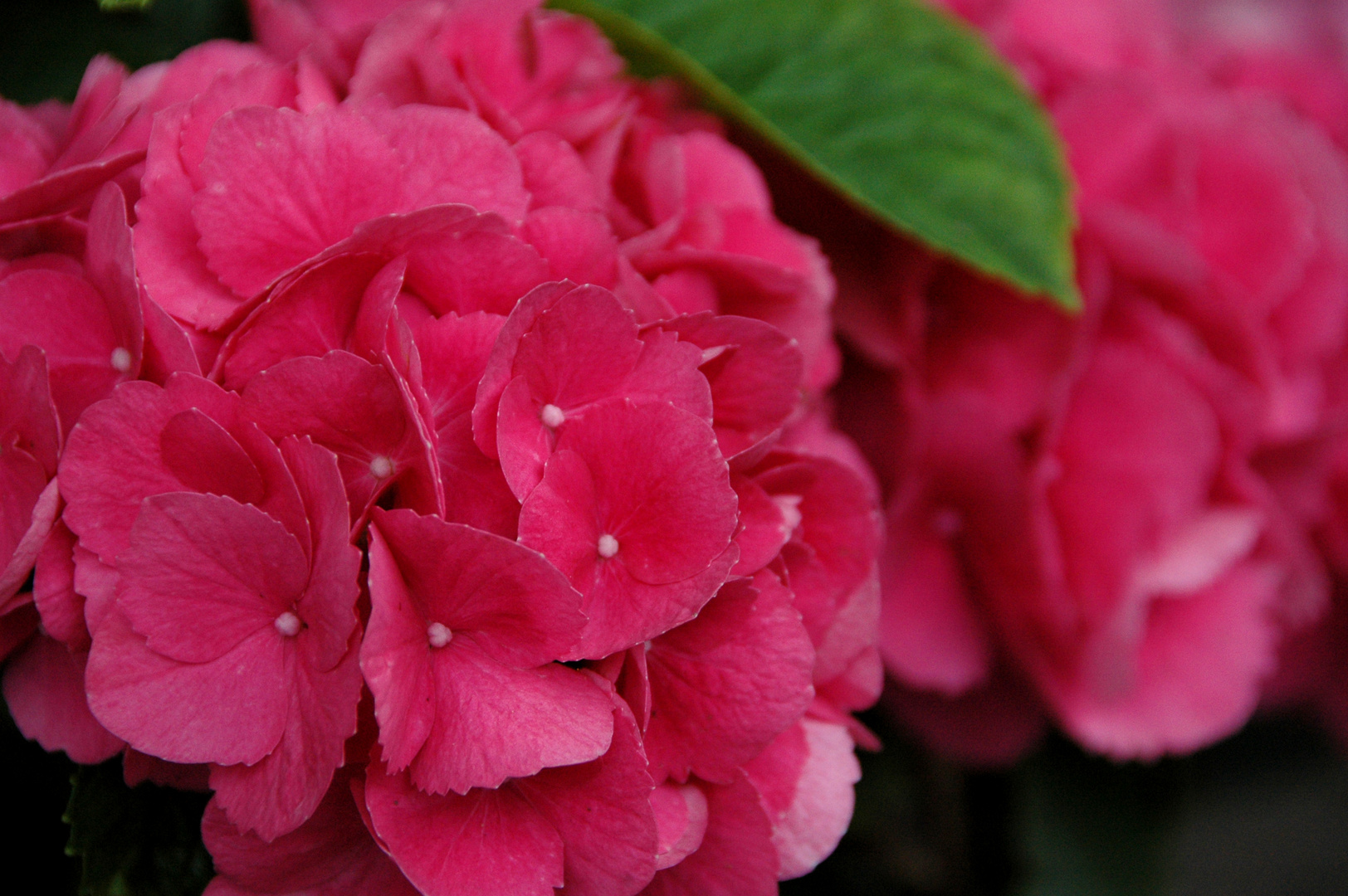 HORTENSIAS