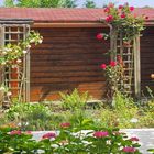 Hortensias et abri de jardin