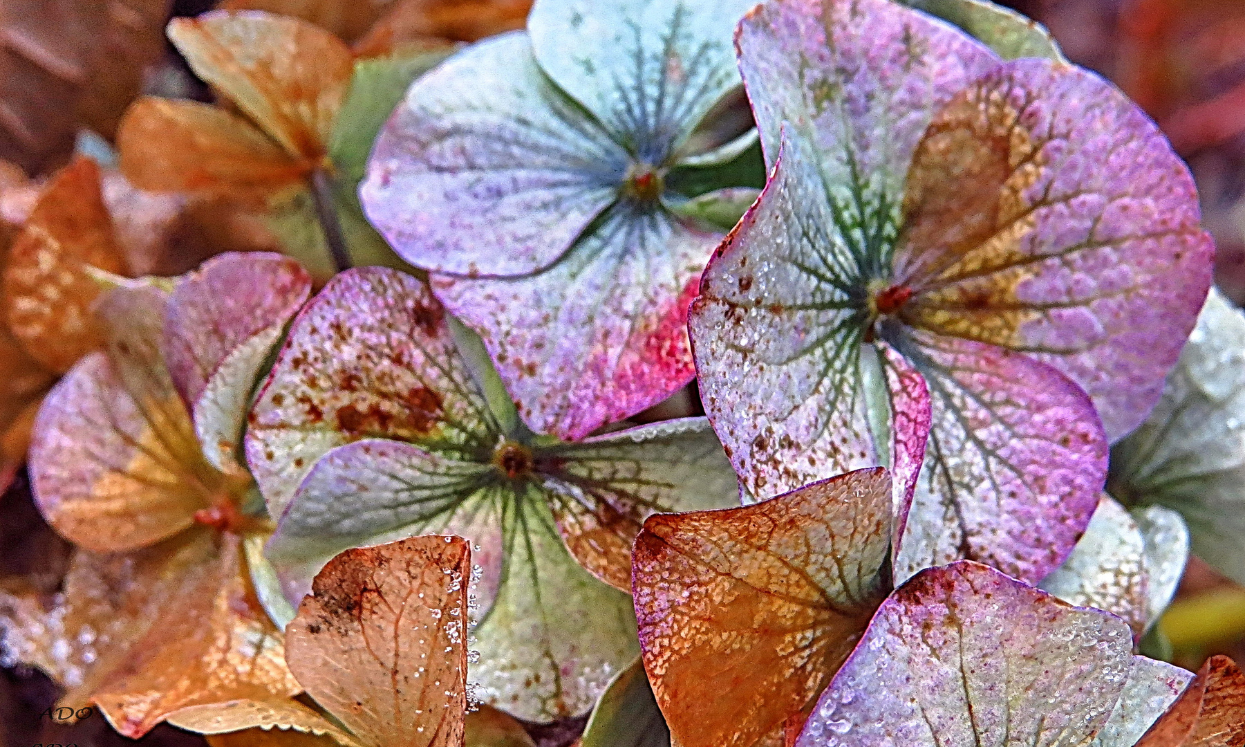 Hortensias