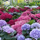  Hortensias 