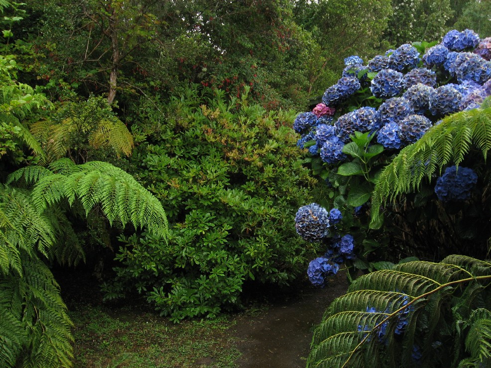 Hortensias