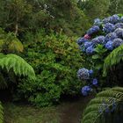 Hortensias