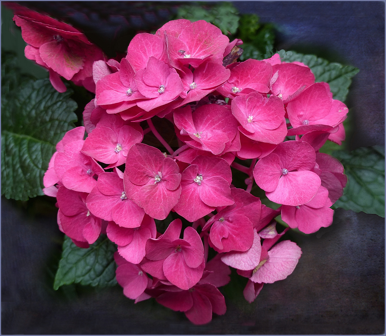 Hortensias