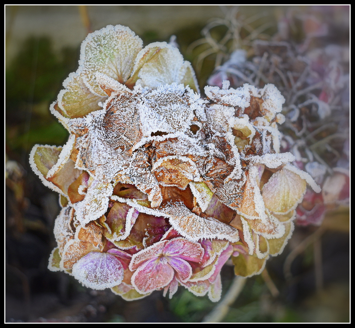 hortensias givrés