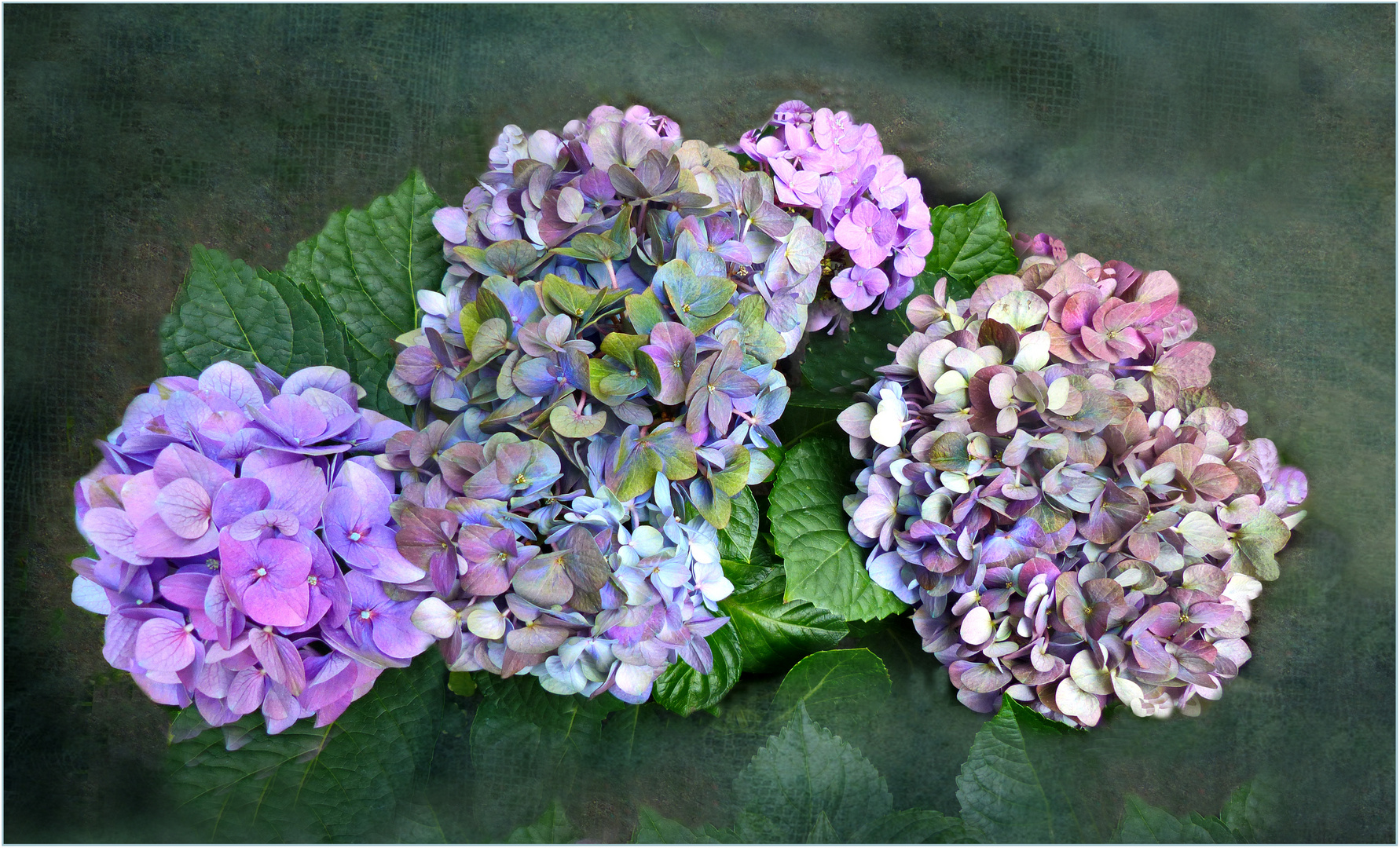 Hortensias   II