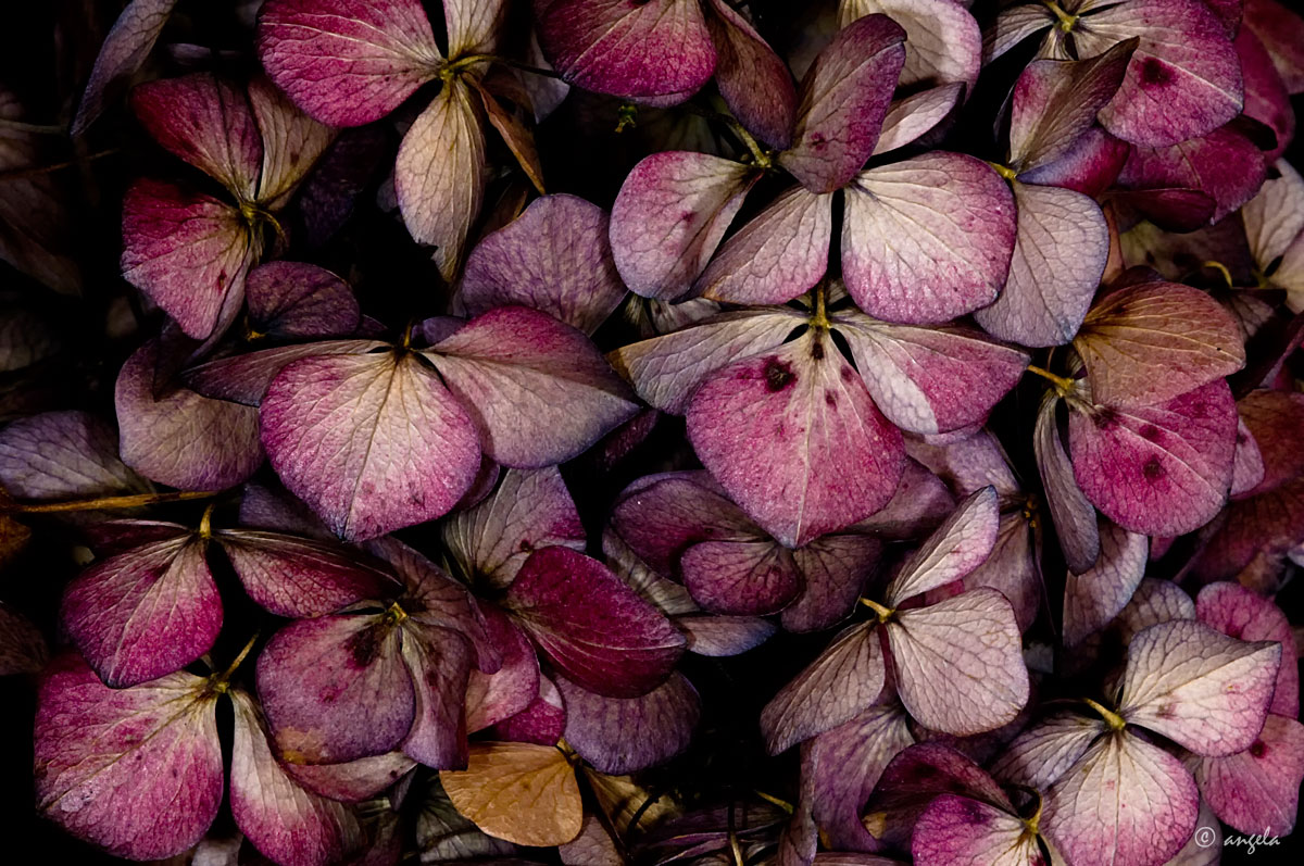 Hortensias secas