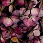 Hortensias secas