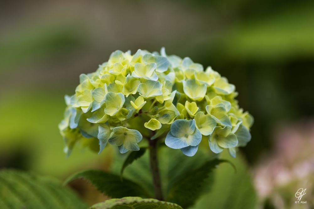 Hortensie