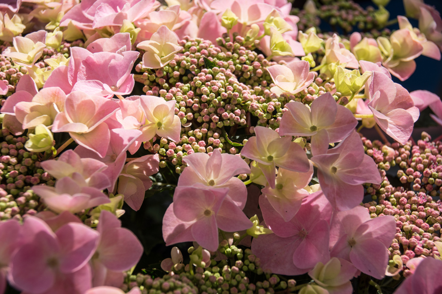 Hortensie