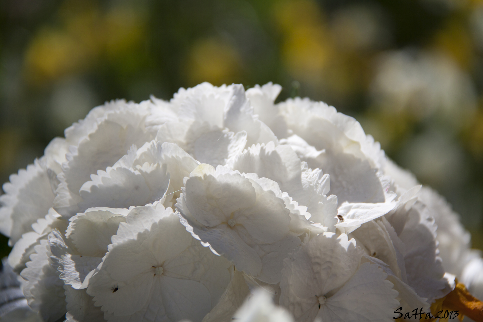 Hortensie